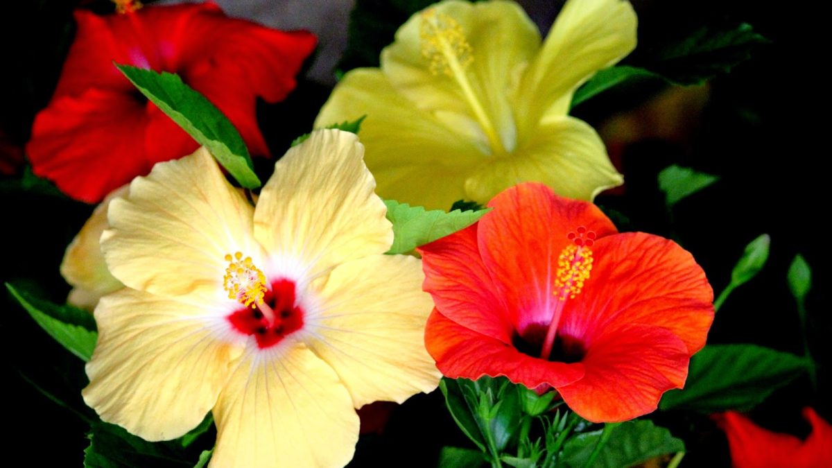 El Hibisco o Flor de Jamaica - Tu Salud En Tus Manos
