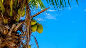 árbol de coco